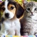 세이프애니펫 이미지