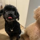 덴탈포스 이미지