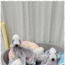 키티앤퍼피 이미지