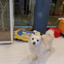 니니 애견 미용실 이미지