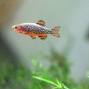 Move in sp | 라스보라 (다니오) 갤럭시에 대해