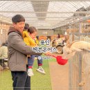아담농장 | 용인 가볼만한곳 아기랑 겨울 실내 놀거리 동물딸기체험농장 헤븐온어스