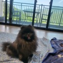 시밀레스테이 이미지