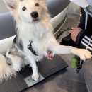 정이룸 동물병원 이미지