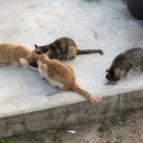 장보는강아지와고양이 이미지