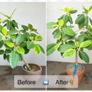 앤 플라워 이미지