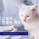 도그스타 동물병원 이미지