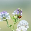 자연의 미학 이미지