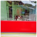 크라운독 이미지