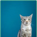 라비동물병원 이미지