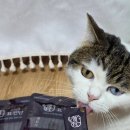 반려동물보감연구소 이미지