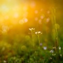 조경기능사(자격) 이미지