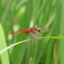 고추잠자리 이미지