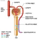 콩팥(신장) 이란? 이미지