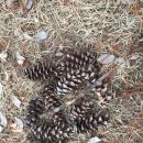 라온숲유치원 이미지