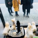 그루머웅 이미지