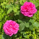 금강수변공원 숲바람장미원 | 세종시 금강수변공원에 장미 가득한 숲바람장미원 그리고 장미개화시기와 주차정보