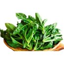 시금치 이미지