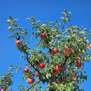 한성농원 이미지