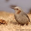 딱따구리 이미지