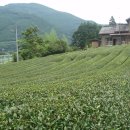 일본 여행-시즈오카 현의 녹차밭 이미지