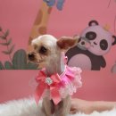 아롱이네 이미지