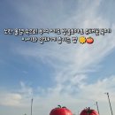 (주)세도 | 부여 가볼만한곳: 세도 방울토마토 유채꽃 축제 아이와 체험 즐기기 (주차/먹거리/포토존)