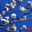 천리포수목원 이미지