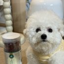 폴인퍼피 | 비숑 기호성 좋은 올가밀 강아지대용량간식 오리고기 져키 1kg 급여후기