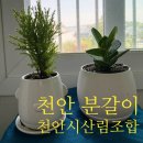 산림조합 | 천안 분갈이 화분 식물 내돈내산 유량동 천안시산림조합