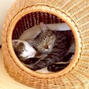 애견하우스 이미지