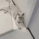 자동문에 발이 절단되는 고양이 이미지