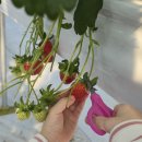 파주시파평면보건지소 | 🍓(지소다와함께2) 파주 딸기체험 딸기당｜아이들과 다녀온 딸기체험 농장