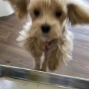 명랑도그 이미지