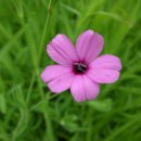 행복을주는꽃 이미지