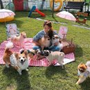 달려라멍멍 네이버블로그