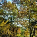 말하는 은행나무 이미지