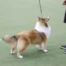 골든베릴셀티 이미지