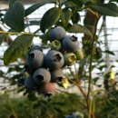 영란농장 이미지