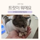 츄르한입 | 고양이 간식 트릿 뜻, 츄르랑 뭐가 다를까?