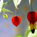 복주머니 이미지