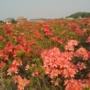 구봉화랑 이미지