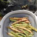 얼룩이농장 이미지