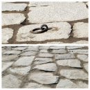 녹산사슴 | 경복궁 서울주말나들이 수문장교대식 경회루 향원정