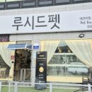루시드펫 이미지