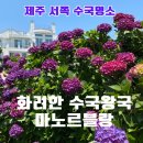 블랑 게스트하우스 | 제주 마노르블랑 카페 수국 축제·입장료 메뉴· 근처 코스 솔직 후기: 6월 7월 개화·만개 시기 체크