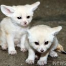 어린왕자 이미지