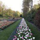 튤립공원 이미지