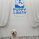 퍼피인더바스 이미지