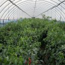 부자농장2 이미지